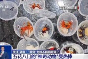 达州@铲屎官们 养“异宠”或危害国家安全 这些行为违法了