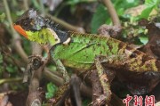 达州云南南滚河保护区首次发现红唇棘蜥