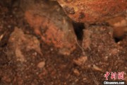 达州江西发现蜘蛛新物种 为研究呵叻蛛属适应区域提供依据