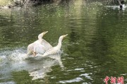 达州吉林：罕见白鸬鹚连续两年“故地重游”