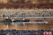 达州歙县完成安徽首个县域生物多样性调查 共记录物种近4千种